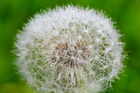 White fluffy dandelion in water drops close-upの写真素材