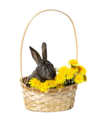 A small black rabbit sits in a wicker basket with yellow dandelions, close-up, isolated on a white backgroundの写真素材