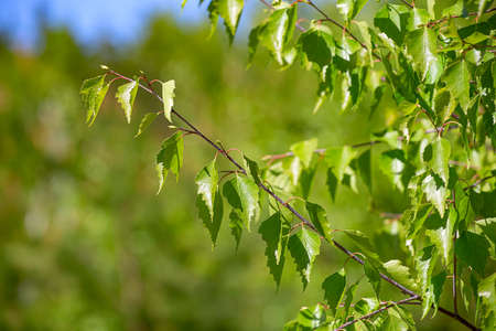 birch branch with green leaves in the sunlight