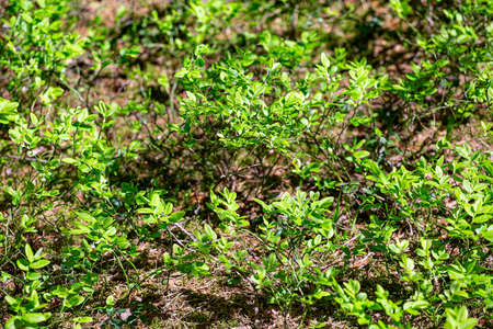 blueberry bushes in the forestの写真素材