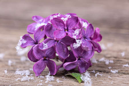 Lilac flowers in the snow on a wooden background, macro photographyの写真素材