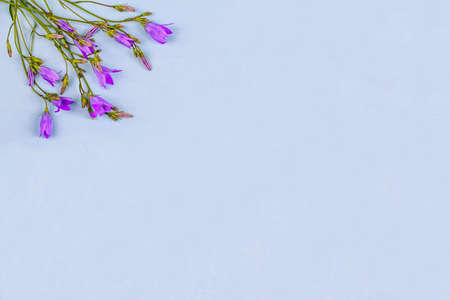 Bluebell flowers on a blue background, copy spaceの写真素材