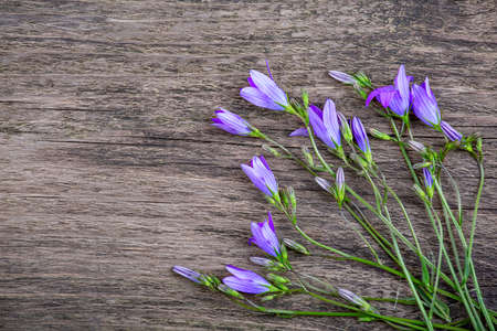 Bell flowers on an old wooden background, copy spaceの写真素材