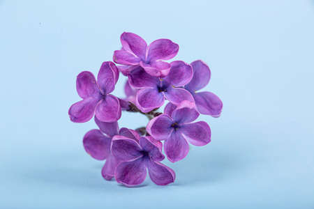 Lilac flowers on a blue background close-up, macro photographyの写真素材