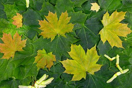Background of multicolored maple leaves and seeds