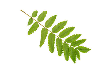 Green acacia leaf close-up isolated on white backgroundの写真素材