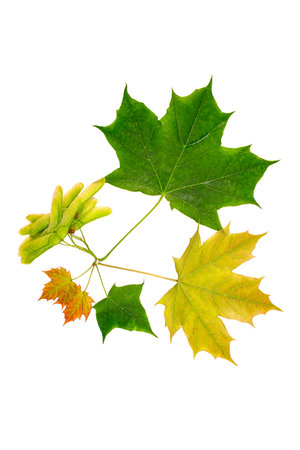 Maple leaves and seeds of different sizes and shades in close-up isolated on a white background