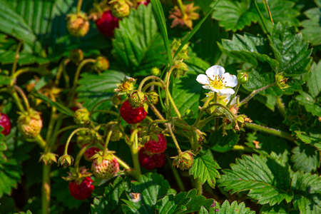 strawberries in the gardenの写真素材