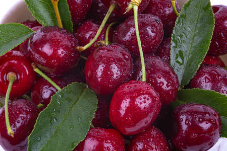 Ripe cherry in water dropsの写真素材