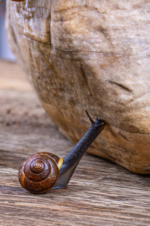 Grape snail climbs on a large stone, macro photographyの写真素材