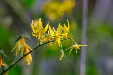 cherry tomatoes blooming, macro photographyの写真素材