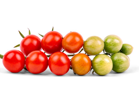 Red and green tomatoes on a branch, isolated on a white background, close-upの写真素材