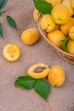 Ripe apricots in a wicker basket on the background of burlap, macro photography