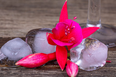 Purple-pink fuchsia flower among transparent pieces of ice on a wooden background, macro photographyの写真素材