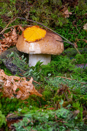 BolÃ©tus edulis. Boletus in the forest. White mushroom in green mossの写真素材