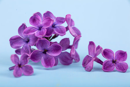 Lilac flowers on a blue background close-up, macro photographyの写真素材