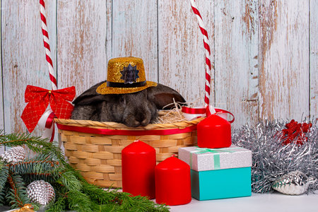 A New Year's black rabbit in a golden hat sits in a basket among the branches of a fir tree, New Year's gifts and decorations, a symbol of the year 2023の写真素材