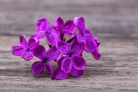 Lilac flowers on a wooden background, macro photographyの写真素材
