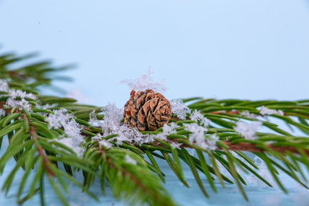 snow-covered fir branch with a cone on a blue background, close-up