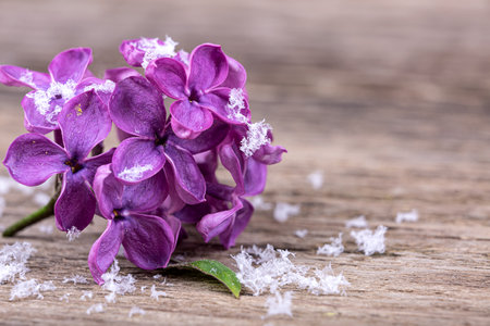 Lilac flowers in the snow on a wooden background, macro photographyの写真素材