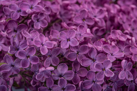 background of purple lilac flowers, macro photographyの写真素材