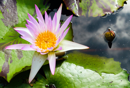 beautiful lotus flower is complimented by the rich colorsの写真素材