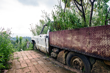 Old cars were planted trees.の写真素材