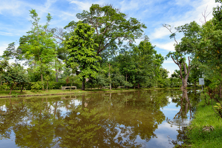 Big tree on the bank of the riverのeditorial素材