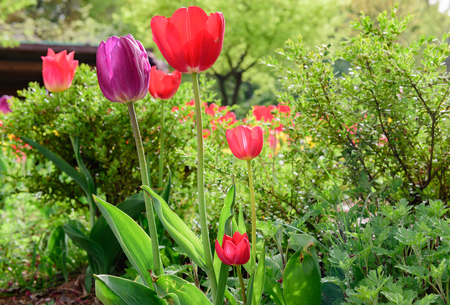 Colorful tulipsの写真素材