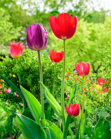 Colorful tulipsの写真素材