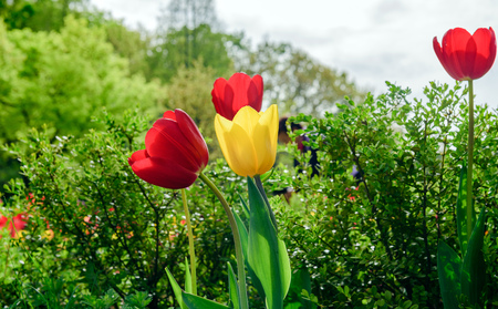 Colorful tulipsの写真素材