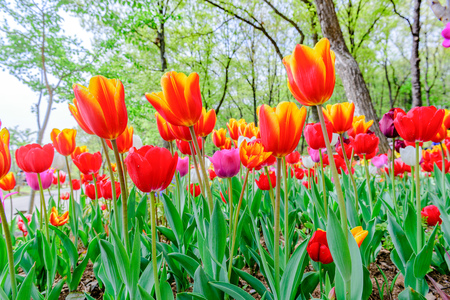 Red tulipの写真素材
