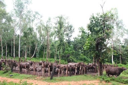 Thai Buffalo walk over the field go back home . Life' Machine of Farmer. Original agriculture use buffalo plow the field.Kid buffalo drink milkの写真素材