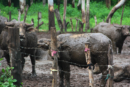 Thai Buffalo walk over the field go back home . Life' Machine of Farmer. Original agriculture use buffalo plow the field.Kid buffalo drink milkの写真素材