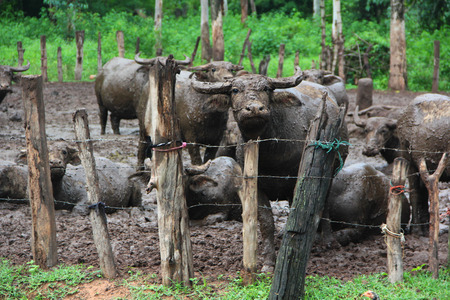 Thai Buffalo walk over the field go back home . Life' Machine of Farmer. Original agriculture use buffalo plow the field.Kid buffalo drink milkの写真素材
