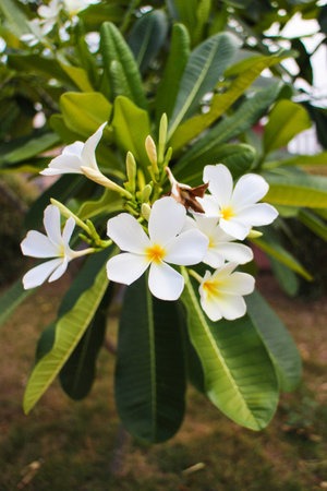 Frangipani flowers