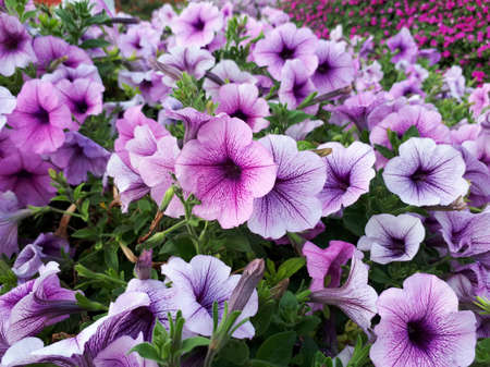 Purple flowers dance to the wind.の写真素材