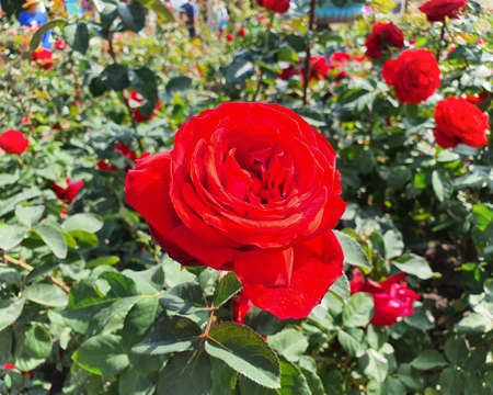 Classic romantic red roses in the garden.の写真素材
