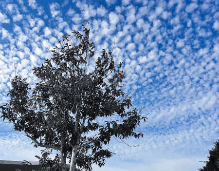 Perfect combination of sky, cloud, and tree on sunny dayの写真素材