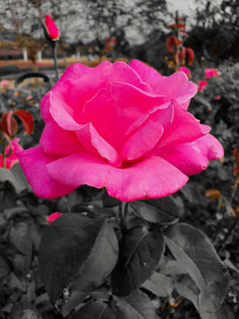 Color isolated Pink rose, Northeast Thailandの写真素材