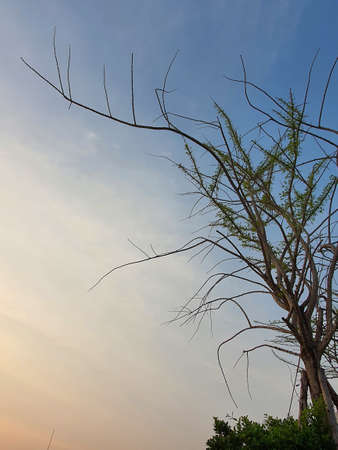 Tree branches with two-toned sky on roof topの写真素材