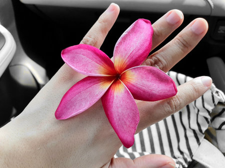 Pink Plumeria on the ring fingerの写真素材