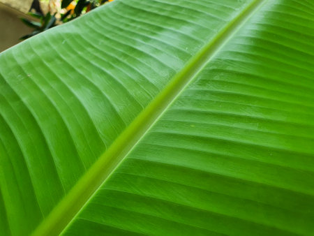 Texture of banana leaf closed upの写真素材