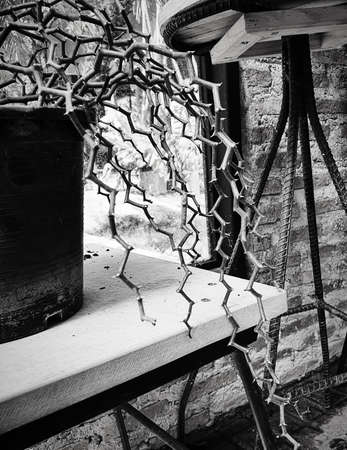 Outstanding and rare contort plant branchesの写真素材