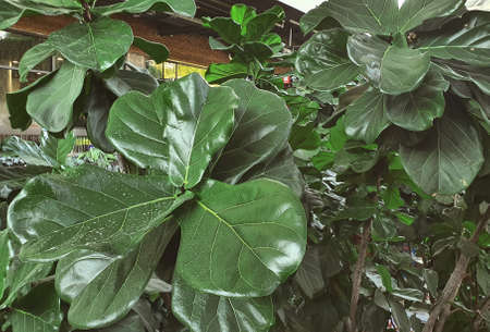 Shiny thick green leaves view from the second floorの写真素材