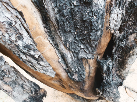 The beauty of textured tree died in standing state, peeling.の写真素材