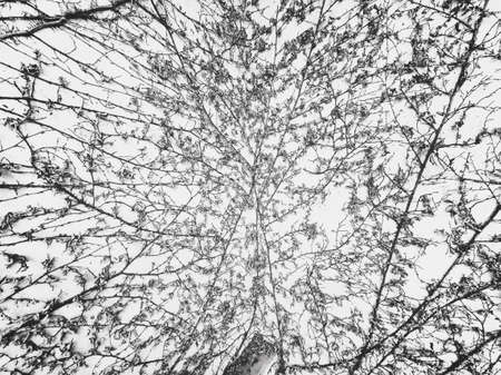 Dried climber left the unique arts on white wallの写真素材