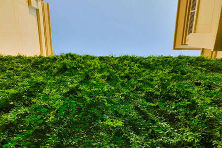 Climbing plants and the yellow building hiding in the gardenの写真素材