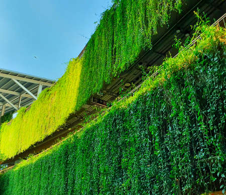 Climbing plants hang from second and third floor of the parkの写真素材