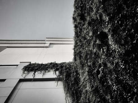 Half of the building covered by climber plants in black and whiteの写真素材